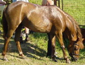 Obrazek