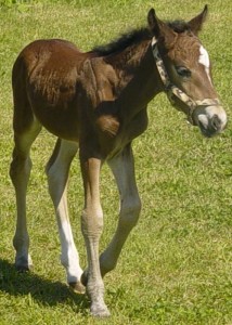 Obrazek