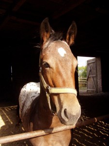 Obrazek